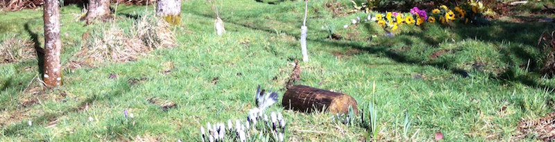 Woodland Burial in Devon, UK - Bidwell Woodland Burial Site